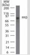 Inhibitor Of Nuclear Factor Kappa B Kinase Subunit Beta antibody, NBP2-33214, Novus Biologicals, Western Blot image 