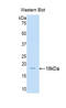 Interleukin 17 Receptor A antibody, LS-C294847, Lifespan Biosciences, Western Blot image 