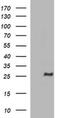 ChaC Glutathione Specific Gamma-Glutamylcyclotransferase 1 antibody, MA5-26310, Invitrogen Antibodies, Western Blot image 