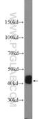 Isocitrate Dehydrogenase (NAD(+)) 3 Gamma antibody, 25848-1-AP, Proteintech Group, Western Blot image 