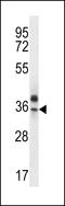 Olfactory Receptor Family 51 Subfamily Q Member 1 (Gene/Pseudogene) antibody, LS-C163214, Lifespan Biosciences, Western Blot image 