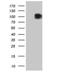c-Kit antibody, NBP2-71076, Novus Biologicals, Western Blot image 
