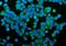 Prolyl 4-Hydroxylase Subunit Beta antibody, A02335-1, Boster Biological Technology, Immunofluorescence image 