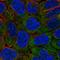 Eukaryotic Translation Initiation Factor 2B Subunit Epsilon antibody, HPA069303, Atlas Antibodies, Immunocytochemistry image 