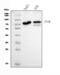 Cytochrome P450 Oxidoreductase antibody, M02166-2, Boster Biological Technology, Western Blot image 