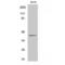 Nuclease EXOG, mitochondrial antibody, LS-C383337, Lifespan Biosciences, Western Blot image 