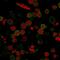 CD6 Molecule antibody, GTX34536, GeneTex, Immunofluorescence image 