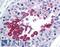 Trace amine-associated receptor 1 antibody, LS-B1773, Lifespan Biosciences, Immunohistochemistry frozen image 
