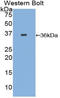 Coagulation Factor III, Tissue Factor antibody, LS-C297093, Lifespan Biosciences, Western Blot image 