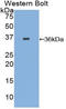 Tissue factor antibody, LS-C297093, Lifespan Biosciences, Western Blot image 