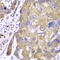 Peroxiredoxin 1 antibody, 18-342, ProSci, Immunohistochemistry paraffin image 
