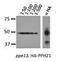 Cell Proliferation Regulating Inhibitor Of Protein Phosphatase 2A antibody, orb76780, Biorbyt, Western Blot image 