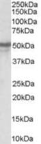 Neuropeptide Y Receptor Y5 antibody, MBS420766, MyBioSource, Western Blot image 