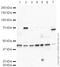 Biglycan antibody, ab49701, Abcam, Western Blot image 