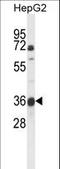  antibody, LS-C164278, Lifespan Biosciences, Western Blot image 