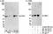 G Protein Nucleolar 3 antibody, NB100-1568, Novus Biologicals, Western Blot image 