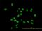 ZFP37 Zinc Finger Protein antibody, H00007539-B01P, Novus Biologicals, Immunocytochemistry image 
