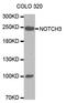 Notch Receptor 3 antibody, orb135996, Biorbyt, Western Blot image 
