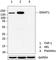 DNA Methyltransferase 1 antibody, 687502, BioLegend, Western Blot image 