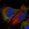 Abraxas 2, BRISC Complex Subunit antibody, HPA074089, Atlas Antibodies, Immunofluorescence image 