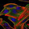 Ribosomal Protein S6 Kinase A3 antibody, M02215, Boster Biological Technology, Immunofluorescence image 