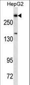 Dicer 1, Ribonuclease III antibody, LS-C167414, Lifespan Biosciences, Western Blot image 