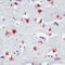 Rhodopsin antibody, LS-C87628, Lifespan Biosciences, Immunohistochemistry frozen image 