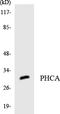 Alkaline Ceramidase 3 antibody, LS-C200485, Lifespan Biosciences, Western Blot image 