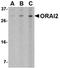ORAI Calcium Release-Activated Calcium Modulator 2 antibody, orb74827, Biorbyt, Western Blot image 