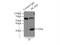 BCAS2 Pre-MRNA Processing Factor antibody, 10414-1-AP, Proteintech Group, Immunoprecipitation image 