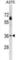 Olfactory Receptor Family 51 Subfamily T Member 1 antibody, abx030216, Abbexa, Western Blot image 