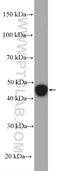 G Protein-Coupled Receptor Class C Group 5 Member A antibody, 10309-1-AP, Proteintech Group, Western Blot image 