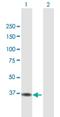 Acyl-CoA Dehydrogenase Family Member 8 antibody, H00027034-B01P, Novus Biologicals, Western Blot image 