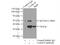 Cyclin H antibody, 10718-1-AP, Proteintech Group, Immunoprecipitation image 