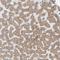 Alcohol Dehydrogenase Iron Containing 1 antibody, NBP1-83530, Novus Biologicals, Immunohistochemistry frozen image 