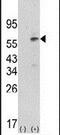 Pyruvate Dehydrogenase Kinase 1 antibody, PA5-13772, Invitrogen Antibodies, Western Blot image 