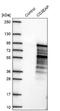 CD3e Molecule Associated Protein antibody, NBP1-90085, Novus Biologicals, Western Blot image 