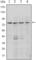 PR/SET Domain 1 antibody, abx011375, Abbexa, Western Blot image 