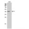 Dual Specificity Phosphatase 9 antibody, LS-C384552, Lifespan Biosciences, Western Blot image 