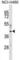 Mitochondrial Fission Factor antibody, abx030876, Abbexa, Western Blot image 