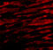 BCL2 Like 13 antibody, 3023, ProSci, Immunofluorescence image 