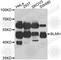 Bleomycin Hydrolase antibody, A6535, ABclonal Technology, Western Blot image 