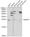 N-6 Adenine-Specific DNA Methyltransferase 1 antibody, 22-778, ProSci, Western Blot image 