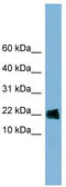 Golgin A7 antibody, TA345064, Origene, Western Blot image 
