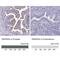 Transmembrane Serine Protease 2 antibody, NBP2-38263, Novus Biologicals, Immunohistochemistry paraffin image 