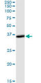 THUMP Domain Containing 1 antibody, LS-C133776, Lifespan Biosciences, Western Blot image 