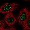 Ventral Anterior Homeobox 2 antibody, NBP2-58928, Novus Biologicals, Immunofluorescence image 