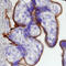 Trophoblast Glycoprotein antibody, MAB4975, R&D Systems, Immunohistochemistry paraffin image 