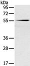 Solute Carrier Family 16 Member 10 antibody, PA5-50760, Invitrogen Antibodies, Western Blot image 