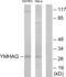 Tyrosine 3-Monooxygenase/Tryptophan 5-Monooxygenase Activation Protein Theta antibody, abx013882, Abbexa, Western Blot image 